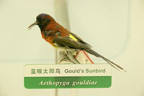 ����̫�������