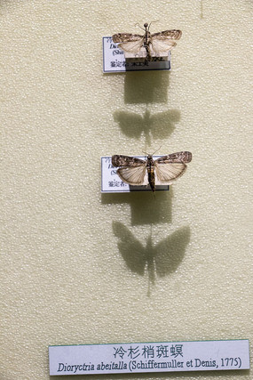 �����Ұ���