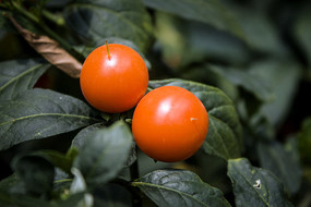 ���ź�ɫ�Ĺ�ʵ