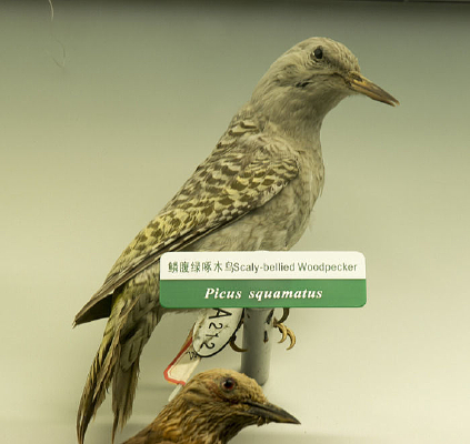 �۸�����ľ��