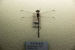 �����崺��