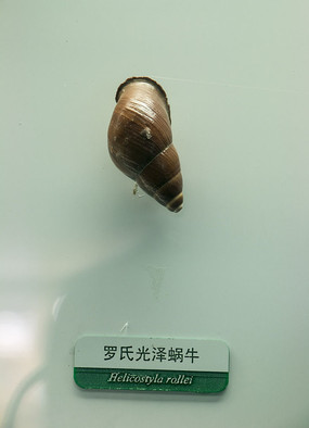 ���Ϲ�����ţ