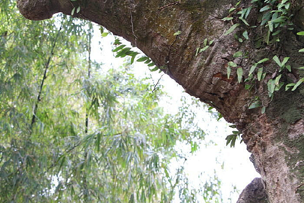 ����֦��