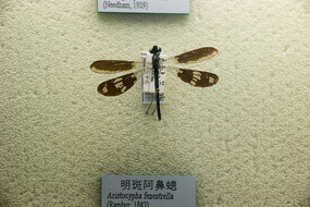 ���߰����Z