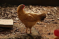 ĸ