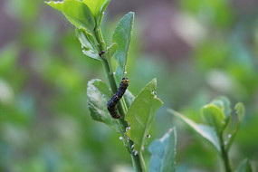 �����ĺ�ɫ����