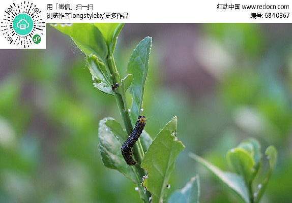 �����ĺ�ɫ����