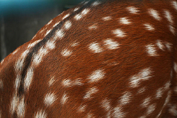 Ư����÷��¹����