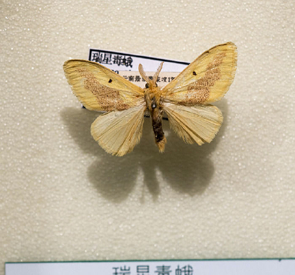 ���Ƕ���