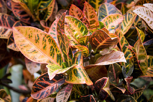 ɫ�����޵ı�Ҷľ