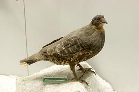 �Ĵ�����