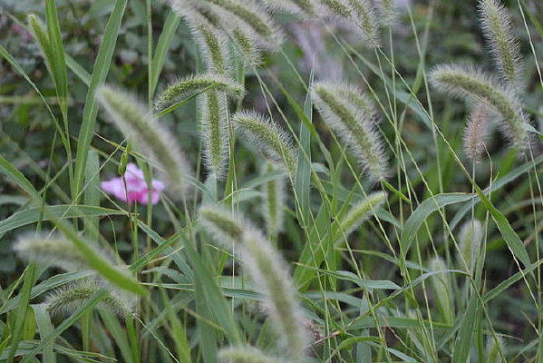 �������Ĺ�β��