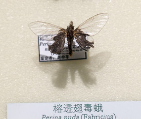 ��͸�ᶾ��