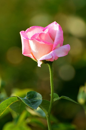 Ψ����Ӱ��ɫ�¼�����д��