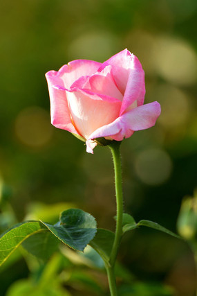 Ψ����Ӱ��ɫ�¼�����д��