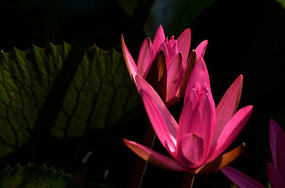 Ψ����Ӱ������дͼƬ