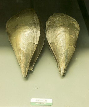 �����ν���