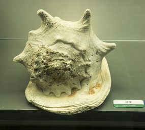 ���ǹ���