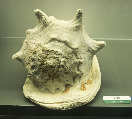 ���ǹ���