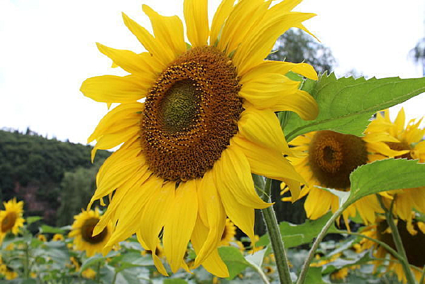 ���տ�����