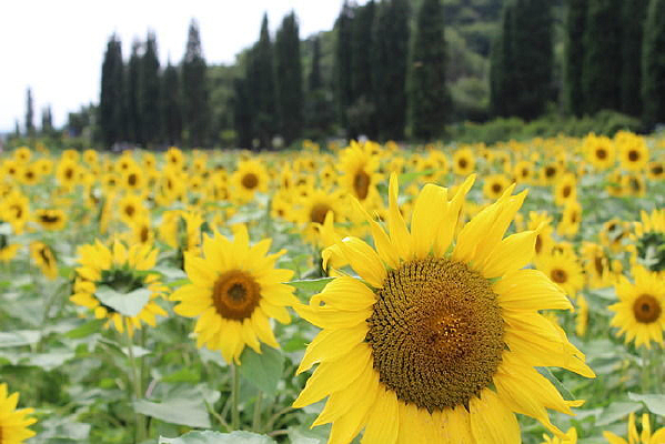 ���տ���Ұ