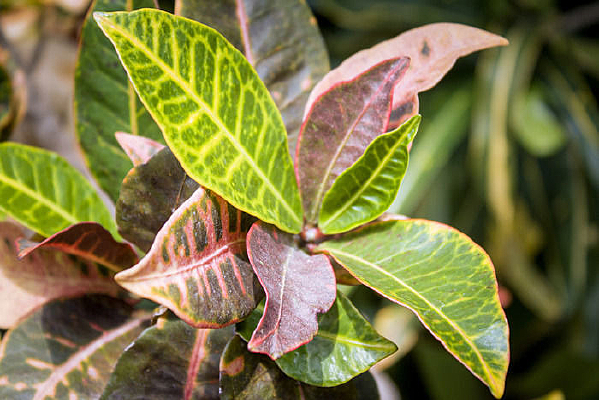 ���޵ı�ɫľ