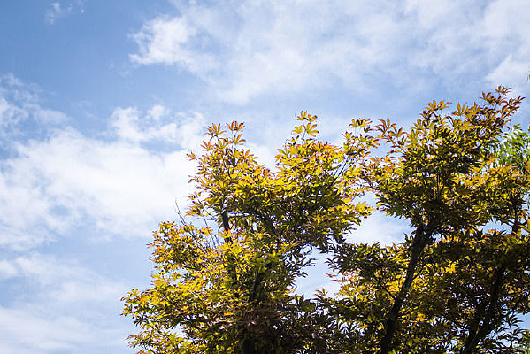 ���޵ķ�Ҷ������