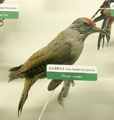 С��ͷ����ľ��