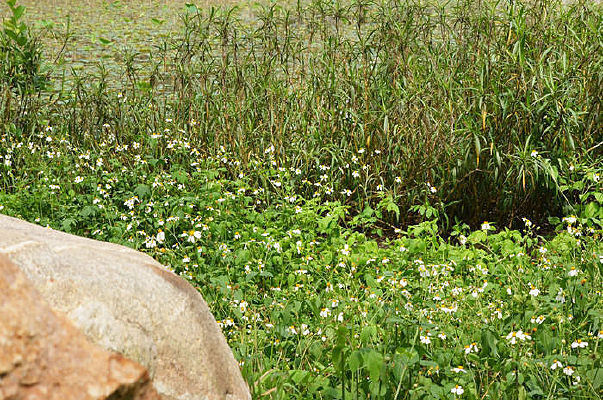 СҰ�ջ������羰ͼƬ