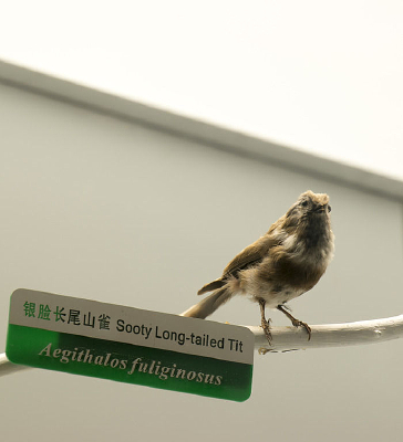 ������βɽȸ