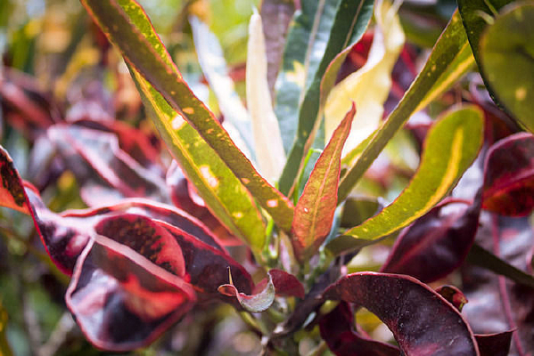 һƬ���޵ı�Ҷľ