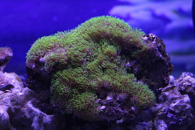 һ�Ų�Ƥɺ��