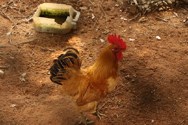 ���е�ĸ��