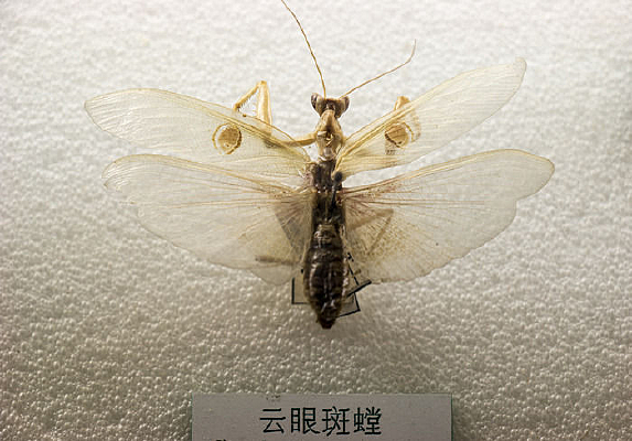 ���۰��걾