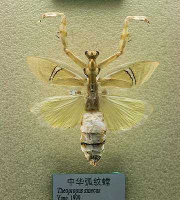 �л������