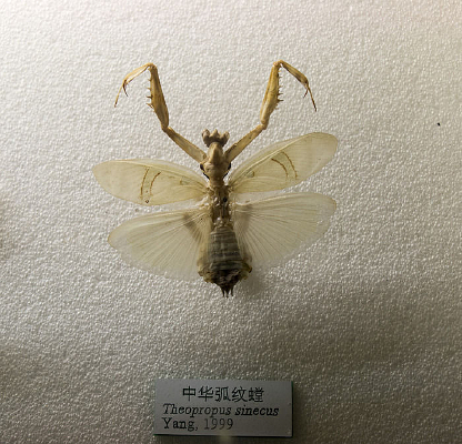 �л�������