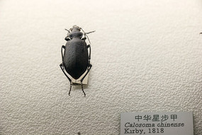 �л��ײ���