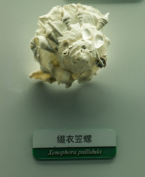 ׺������