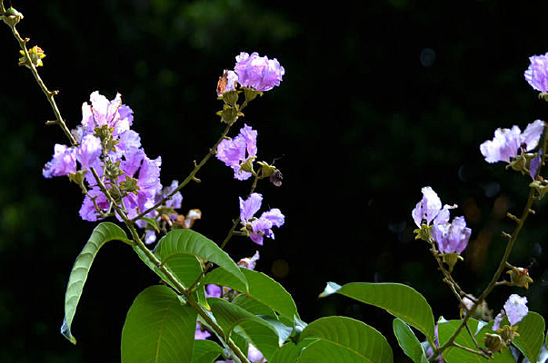 ��ɫ������д��