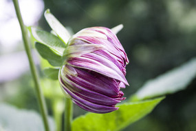 �������Ļ���