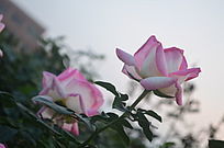 ��ɫ�¼����羰ͼƬ