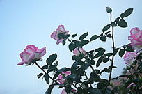 ��ɫ�¼�������ͼƬ