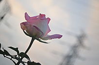 �������ŵ�һ���¼����羰ͼƬ