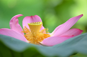 ����������羰��дͼƬ