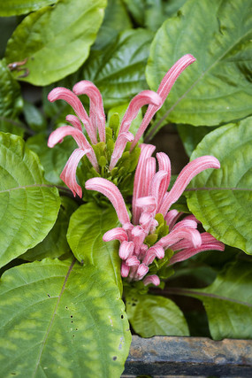 ��ɫ�Ļ�������Ҷ