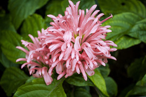 ��ɫ���޵Ļ������Ҷ