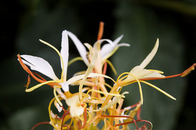 ��ɫ�Ľ���