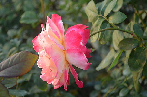 ����ɫ�¼���������д��