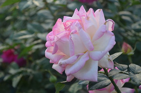 �����ķ�ɫ�¼�������ͼƬ