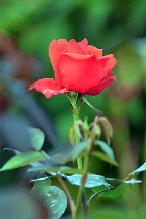 ���޵Ļ��ɫ��õ��羰ͼƬ